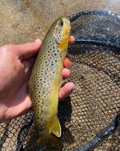 Brown Trout fishing Chester County PA